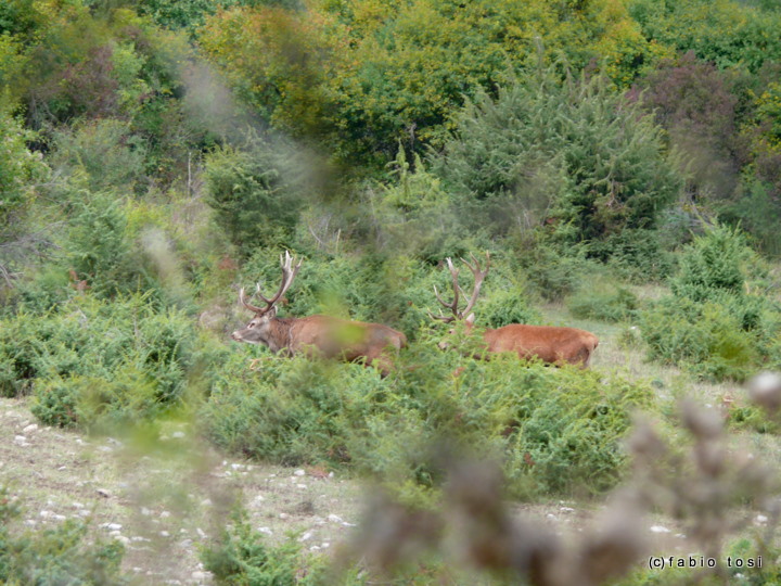 Alla corte di Sua Maest l''Unicorno - (fotoracconto fantasy)